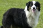 Des chercheurs assurent avoir trouvé l'algorithme du chien de berger