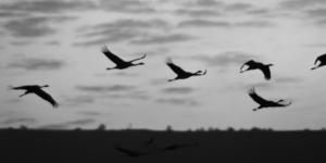 Les maths et les vents expliquent (en partie) les migrations des oiseaux