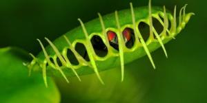 La dionée attrape-mouche, une plante carnivore qui utilise les maths pour tuer ses proies