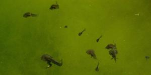 Un algorithme a découvert un nouveau type de cancer chez les grenouilles