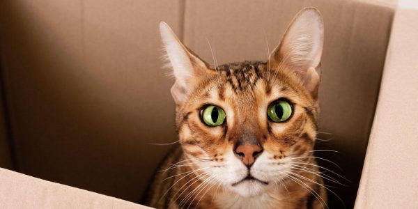 Un modèle imaginaire pour résoudre l'équation de Schrödinger