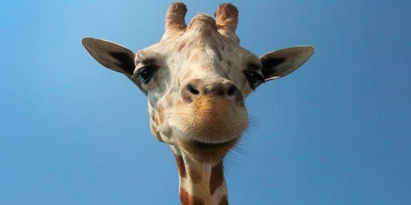 Une nouvelle étude suggère que les girafes sont capables de résoudre des problèmes mathématiques simples