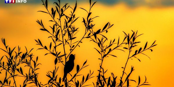 Pourquoi les oiseaux chantent-ils tous en même temps le matin ? Un mathématicien tente de trouver la raison