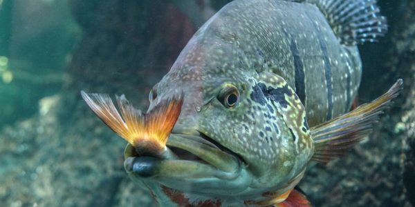 Un nouvel outil mathématique pour révéler « qui mange qui » dans la nature
